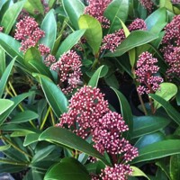 Skimia japonská' Rubella ' - Skimmia japonica ' Rubella' - 15/25cm