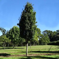 Javor po?ný - Acer campestre ´William Caldwell´ Co25L 8/10