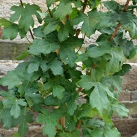 Javor po?ný - Acer campestre ´William Caldwell´ Co25L 8/10