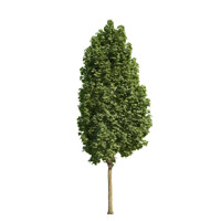 Javor po?ný - Acer campestre ´William Caldwell´ Co25L 8/10
