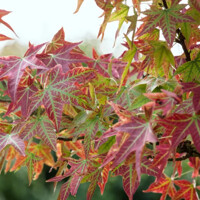 Javor po?ný - Acer campestre ´William Caldwell´ Co25L 8/10