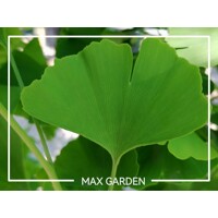 Ginko dvojlalo?né - Ginkgo biloba ´Eiffel´- 130/160cm