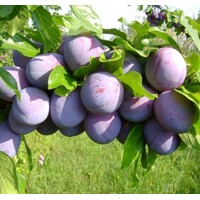 Ringlota - Prunus domestica ´Althann´