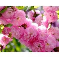 Pyrus calleryana ´Chanticleer´ – okrasná hruška | Elegantný strom do záhrady
