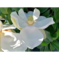 Magnólia veľkokvetá - Magnolia grandiflora ´Francois Treyve´ Co15/18L  1/2 kmeň
