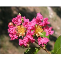 Myrta krepová ružová- Lagerstroemia indica ´Rosea´ Co3L 20/30