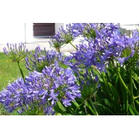 Agapanthus umbellatus ovatus