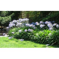 Agapanthus umbellatus ovatus