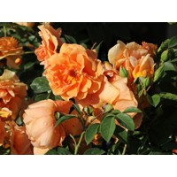Ruža popínavá -červená - Rosa ´Camelot Tantau´ Co5L 180/200