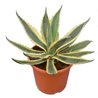 Agave americana ´Variegata´ Co30L
