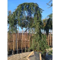 Céder himalájsky 'Pendula' - Cedrus deodara 'Pendula'  Co50L  200/250