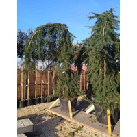 Céder himalájsky 'Pendula' - Cedrus deodara 'Pendula'  Co50L  200/250