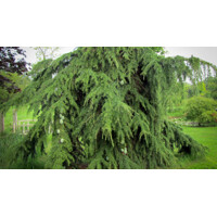Céder himalájsky 'Pendula' - Cedrus deodara 'Pendula'  Co50L  200/250