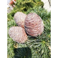Céder himalájsky 'Pendula' - Cedrus deodara 'Pendula'  Co50L  200/250