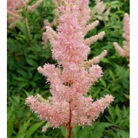 Astilba - Astilbe japonica ´Köln´ Co14