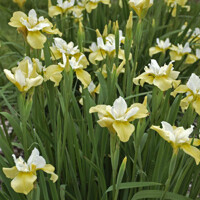 Iris sibirica ´Butter snd Sugar´