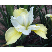 Iris sibirica ´Butter snd Sugar´