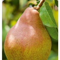Hruška - Pyrus communis 'Decora' - st?povitá