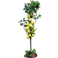 Hruška - Pyrus communis 'Saphira' - st?povitá