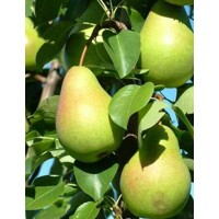 Hruška - Pyrus communis 'Saphira' - st?povitá