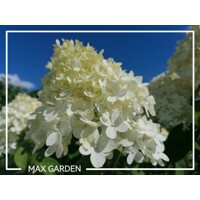 Hortenzia metlinatá - Hydrangea Paniculata ´Limelight´ - 30+cm