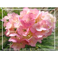 Hortenzia metlinatá - Hydrangea paniculata 'Sundae Fraise'-  40/50cm