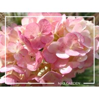 Hortenzia metlinatá - Hydrangea paniculata 'Sundae Fraise'-  40/50cm