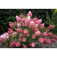 Hortenzia metlinatá - Hydrangea paniculata 'Sundae Fraise'-  40/50cm