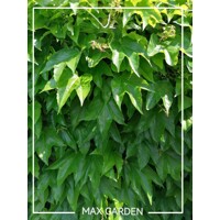 Pavini? trojlalo?ný - Parthenocissus tricuspidata ´Veitchii´ - 60-90cm