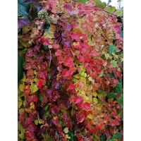 Pavini? trojlalo?ný - Parthenocissus tricuspidata ´Veitchii´ - 60-90cm