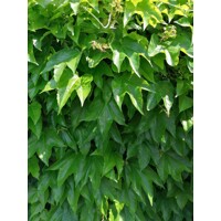 Pavini? trojlalo?ný - Parthenocissus tricuspidata ´Veitchii´ - 60-90cm