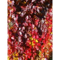 Pavini? trojlalo?ný - Parthenocissus tricuspidata ´Veitchii´ - 60-90cm
