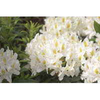 Rododendrón - Rhododendron Yakushimanum 'Arabella'  Veľkosť: 30-40, Co26