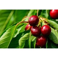 Viš?a krí?ková - Hybrid Prunus fruticosa x prunus cerasus ´CARMINE JEWEL´ - 90/100cm