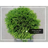 Tuja západná - Thuja occidentalis ´Danica´ - 20/25cm