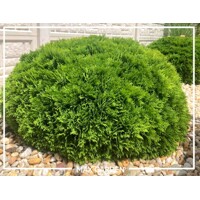 Tuja západná - Thuja occidentalis ´Danica´ - 20/25cm