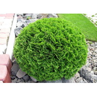 Tuja západná - Thuja occidentalis ´Danica´ - 20/25cm