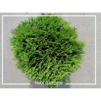 Tuja západná - Thuja occidentalis ´Danica´ - 20/25cm