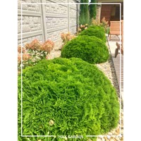 Tuja západná - Thuja occidentalis ´Danica´ - 20/25cm
