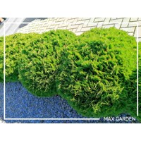 Tuja západná - Thuja occidentalis ´Danica´ - 20/25cm