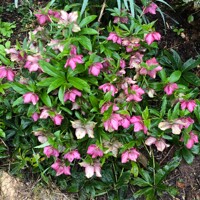 Helleborus orientalis ´Blue Lady´ Co9