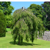Breza Youngii | Betula pendula | Dáždnikový tvar a previs | maxgarden.sk