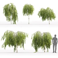 Breza Youngii | Betula pendula | Dáždnikový tvar a previs | maxgarden.sk