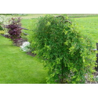 Karagana stromovitá (?imišník) - Caragana arborescens Pendula  kmienok 1/2, Co10L