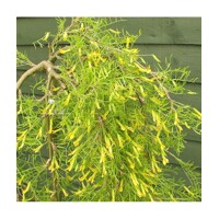 Karagana stromovitá (?imišník) - Caragana arborescens ´Walker´ - na 90/110cm kmeni