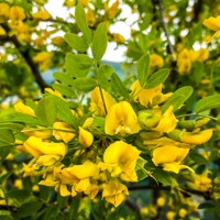 Karagana stromovitá (?imišník) - Caragana arborescens ´Walker´ - na 90/110cm kmeni