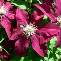 Plamienok - Clematis 'Blekitny Aniol Blue'  Co2L 60/80