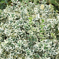Bršlen japonský  - Euonymus fortunei 'Dan's Delight' -15/20cm