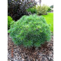 Borovica hladká  - Pinus strobus ´Nana´ Co9L  90/100