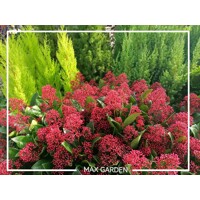 Skimia japonská 'Rubella' | Skimmia japonica | Okrasný krík na zimu | maxgarden.sk